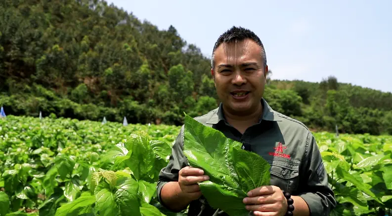 种植桑树致富_种植桑树前景如何_致富种植桑树视频