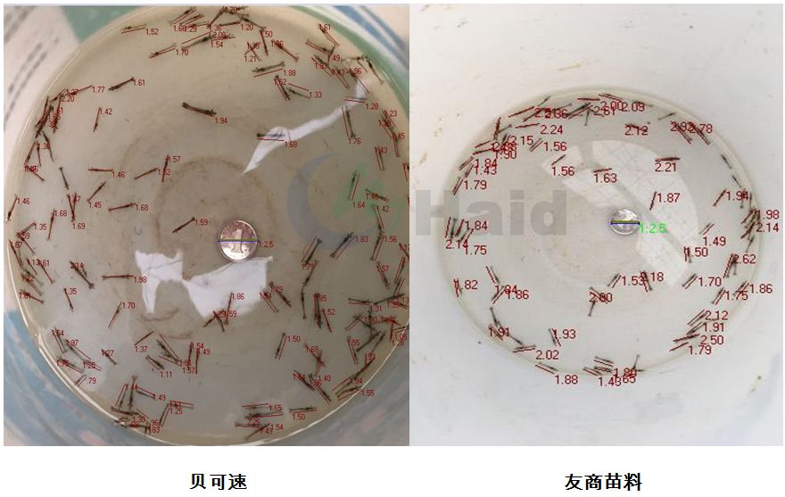 黑雕鱼养殖技术怎样_养雕鱼好吗_雕刻鱼的饲养方法