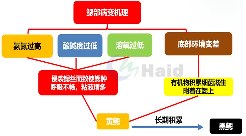 养雕鱼好吗_黑雕鱼养殖技术怎样_雕刻鱼的饲养方法