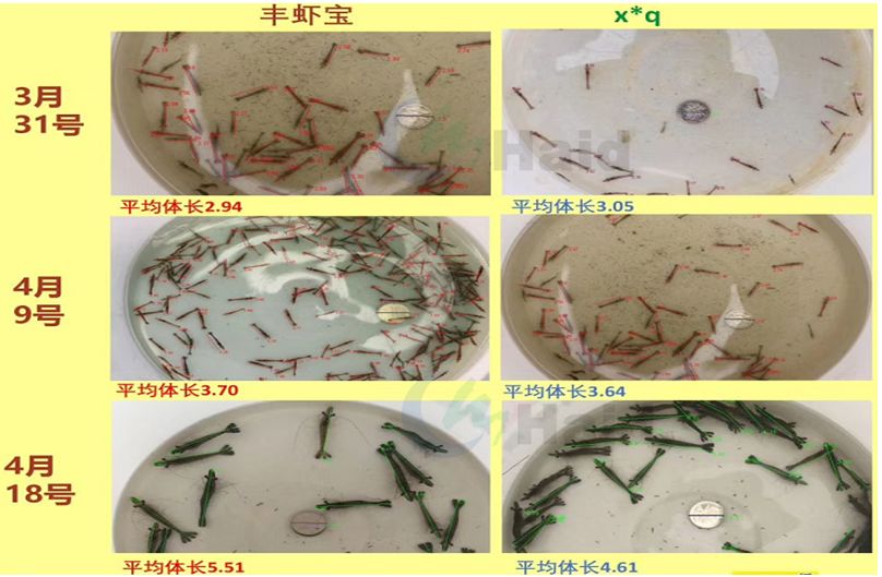 养雕鱼好吗_黑雕鱼养殖技术怎样_雕刻鱼的饲养方法