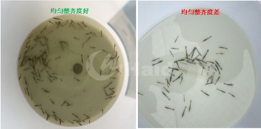 雕刻鱼的饲养方法_黑雕鱼养殖技术怎样_养雕鱼好吗