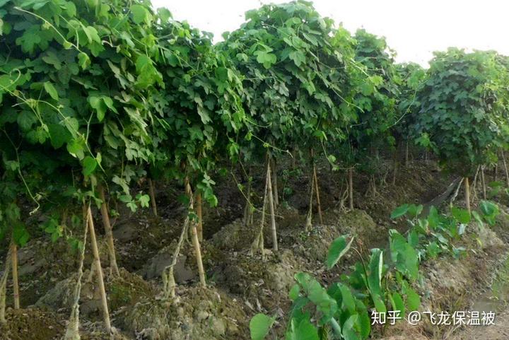 致富香烟种植视频_种植香烟前景如何_香烟种植致富吗