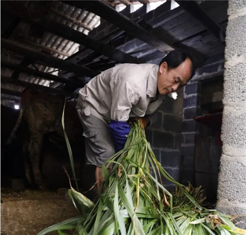 吴德勤搬运草料