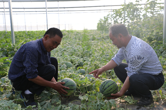 魏集： 西瓜种植铺就“甜蜜”致富路