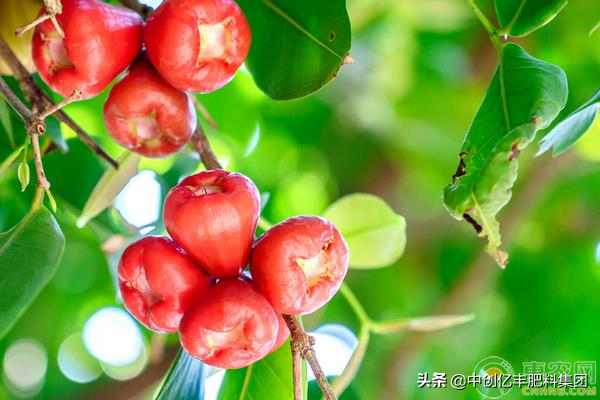 海南莲雾种植基地_海南莲雾有哪些品种_致富经海南莲雾种植技术