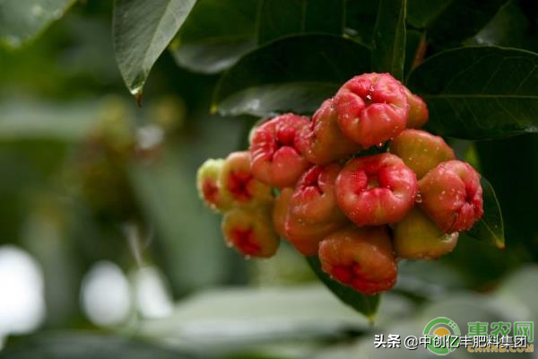 海南莲雾有哪些品种_海南莲雾种植基地_致富经海南莲雾种植技术