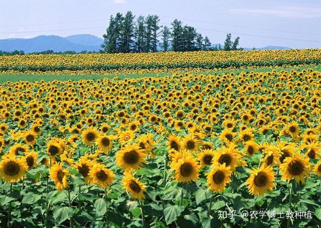 致富芽种植_致富种植视频全集_致富经芽苗菜