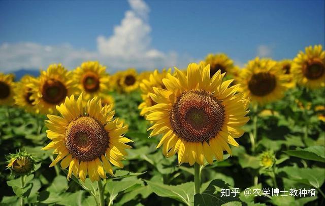 致富芽种植_致富经芽苗菜_致富种植视频全集