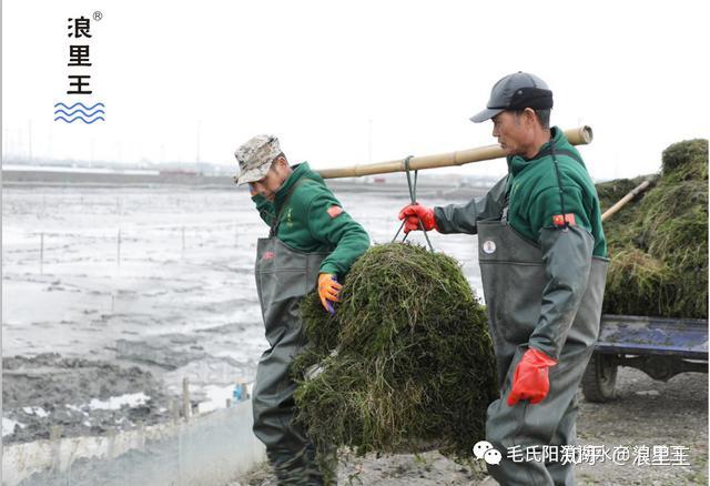 贻贝吃什么长大养殖_贻贝养殖怎么挂绳子_贻贝高产养殖新技术