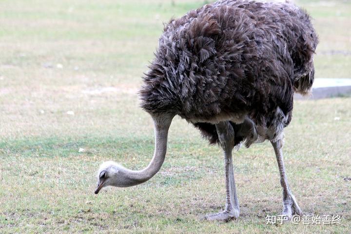 致富农村养牛视频_致富农村养牛文案_致富经农村养牛