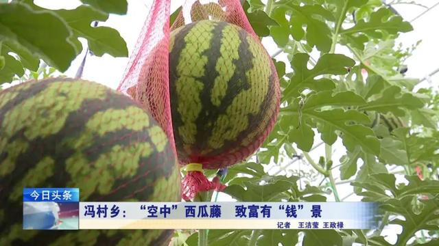 致富经种植三种水果亩收入过亿_致富瓜果种植视频_瓜果种植致富