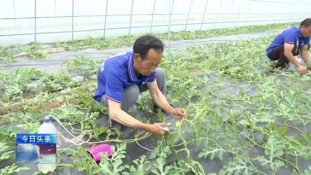 瓜果种植致富_致富经种植三种水果亩收入过亿_致富瓜果种植视频