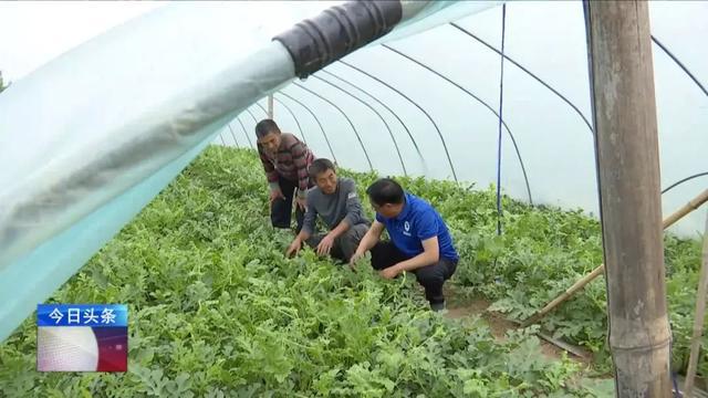 瓜果种植致富_致富经种植三种水果亩收入过亿_致富瓜果种植视频