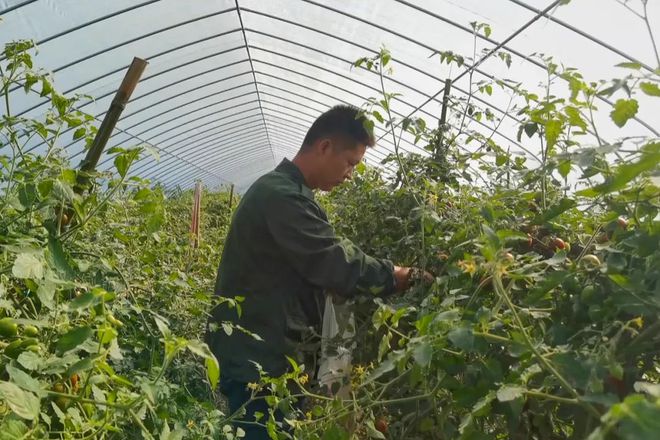 致富瓜果种植技术视频_瓜果种植致富_致富经种植三种水果亩收入过亿