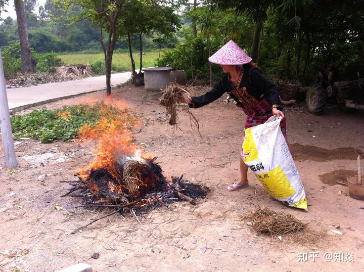 海南青金桔种植户_海南种植青金桔技术与管理_海南青金桔种植技术