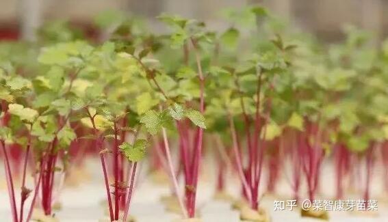 致富经芽苗菜种植视频_致富芽种植_致富经芽苗菜种植业