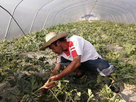 致富经西瓜 种植_西瓜种植铺就致富路_致富西瓜种植技术视频