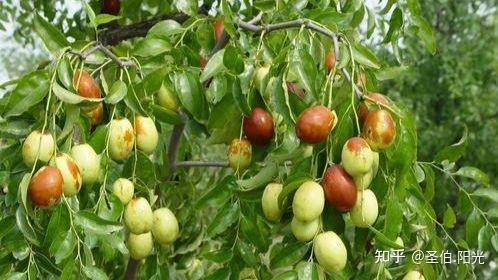 致富经芽苗菜种植视频_致富经芽苗菜_致富芽种植