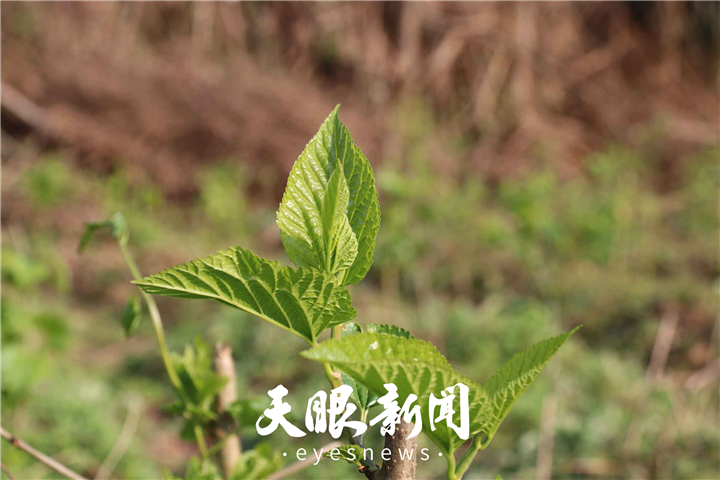 种植桑树致富_种植桑树前景如何_致富种植桑树图片