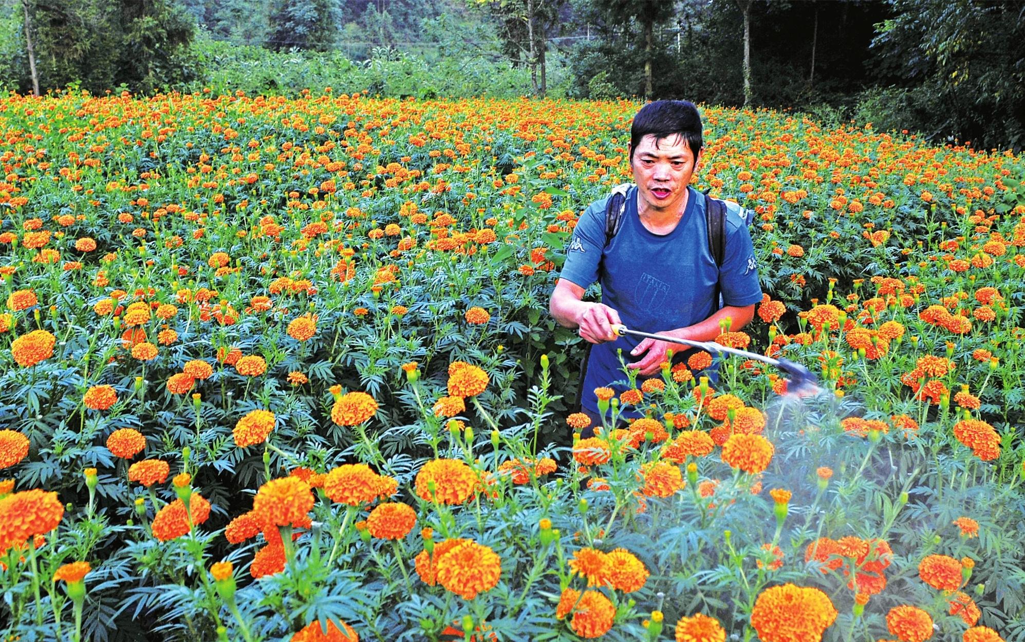 农村5个致富种植项目，你来不来？