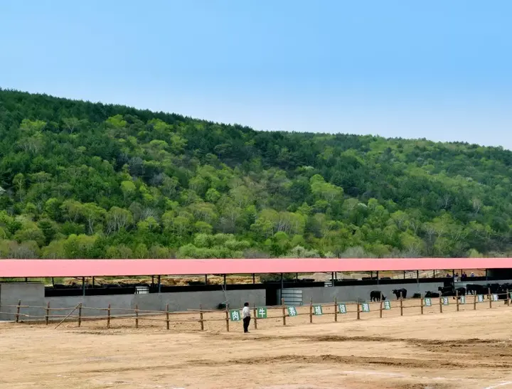 养秦川牛的利润与成本_秦川牛养殖技术视频_秦川牛的养殖技术