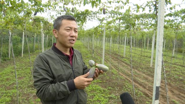 瓜果种植致富_致富瓜果种植技术视频_致富经种植三种水果亩收入过亿