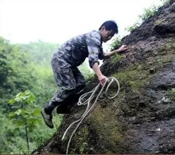 种植草目鱼技术视频_鱼目草种植技术_种植草目鱼技术要求