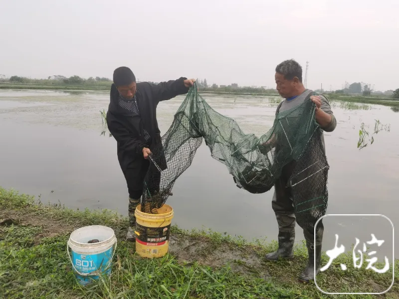 致富经澳洲龙虾养殖全部视频_澳洲淡水龙虾致富经_澳洲淡水小龙虾致富经