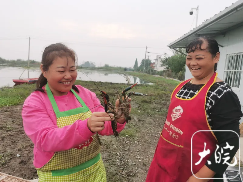 澳洲淡水龙虾致富经_澳洲淡水小龙虾致富经_致富经澳洲龙虾养殖全部视频