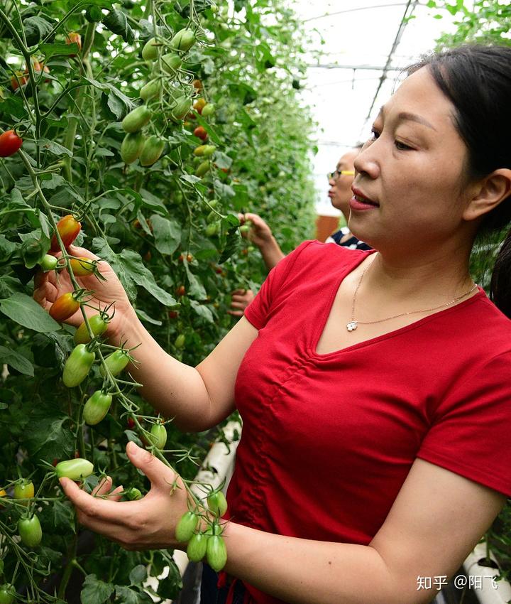 栽培西红柿种植农业技术要求_农业种植西红柿栽培技术_西红柿栽培