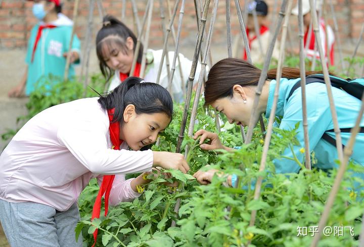 西红柿栽培_农业种植西红柿栽培技术_栽培西红柿种植农业技术要求