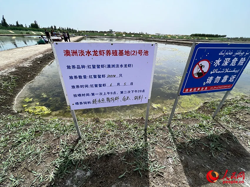 致富经澳洲淡水龙虾养殖视频_澳洲淡水小龙虾致富经_致富经澳洲龙虾