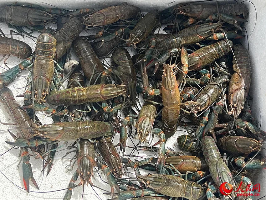 致富经澳洲淡水龙虾养殖视频_澳洲淡水小龙虾致富经_致富经澳洲龙虾