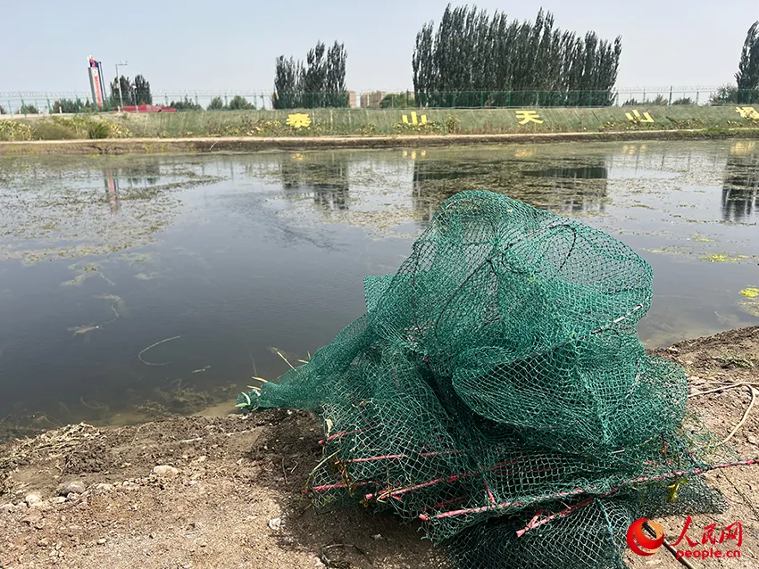 澳洲淡水小龙虾致富经_致富经澳洲龙虾_致富经澳洲淡水龙虾养殖视频