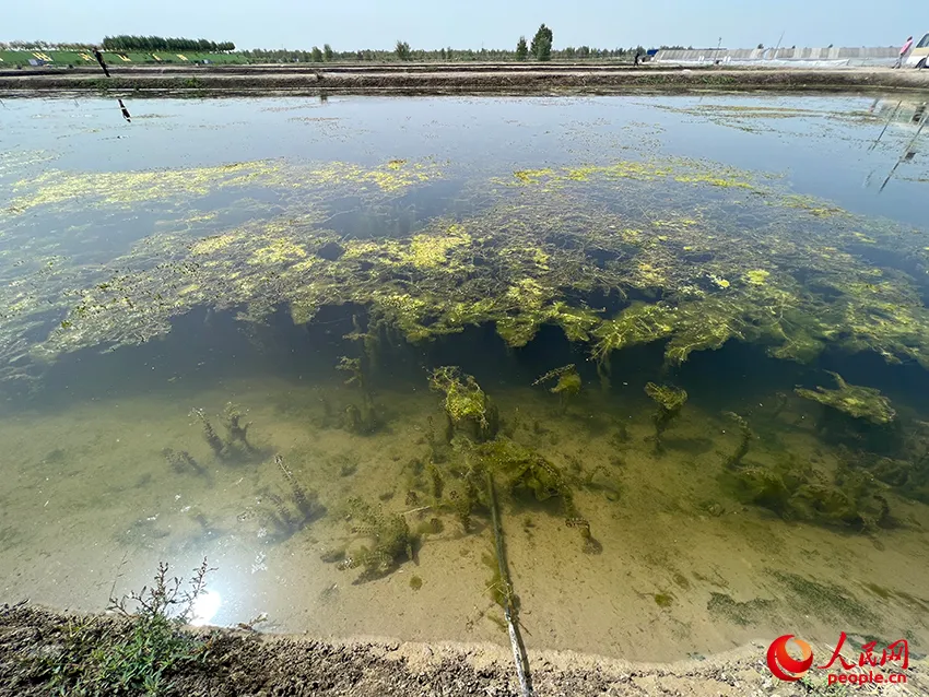 致富经澳洲龙虾_致富经澳洲淡水龙虾养殖视频_澳洲淡水小龙虾致富经