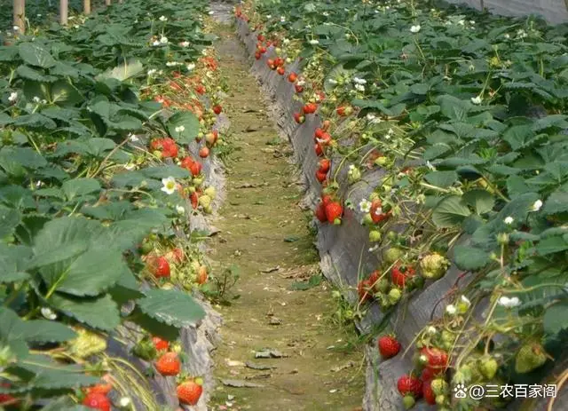 茄子大棚种植技术与管理_茄子大棚种植技术要点_大棚种植茄子技术