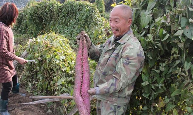 红色土壤种植致富_致富种植红色土壤视频_红土壤适合种什么果树