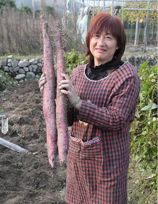 红土壤适合种什么果树_红色土壤种植致富_致富种植红色土壤视频