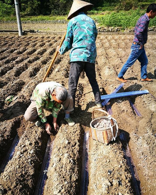 致富种植红色土壤视频_红土壤适合种什么果树_红色土壤种植致富