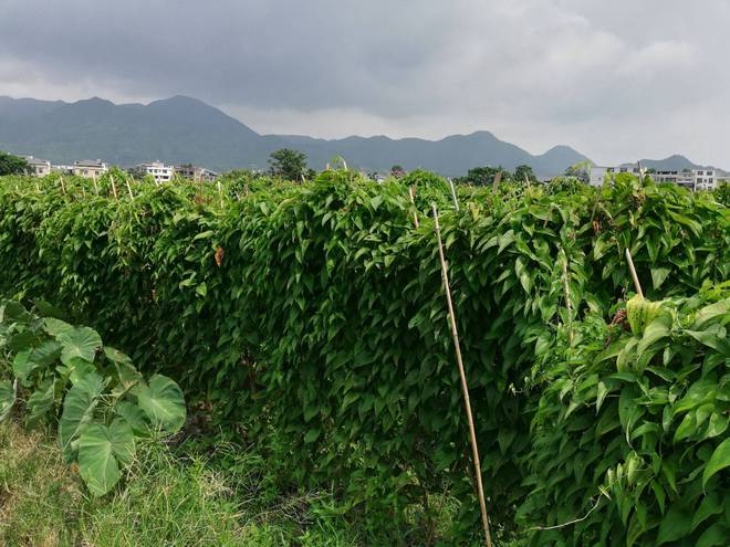 红土壤适合种什么果树_红色土壤种植致富_致富种植红色土壤视频