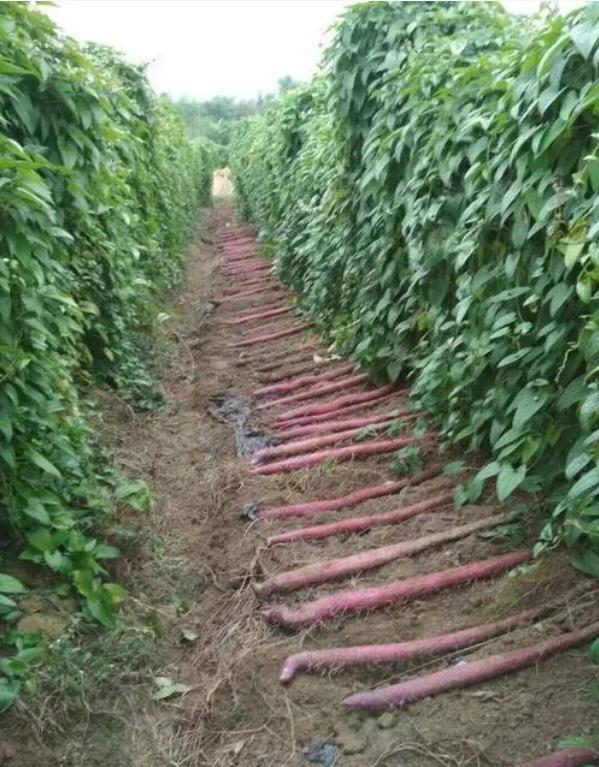 致富种植红色土壤视频_红色土壤种植致富_红土壤适合种什么果树