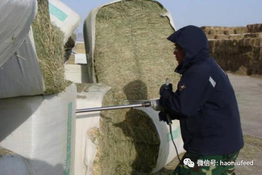 鱼目草种植技术_种植草目鱼技术要求_鱼目草哪里有