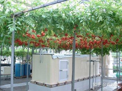 栽培西红柿种植农业技术要点_农业种植西红柿栽培技术_栽培西红柿种植农业技术与管理