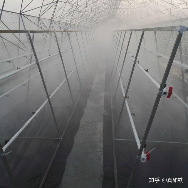 农业种植西红柿栽培技术_栽培西红柿种植农业技术与管理_栽培西红柿种植农业技术要点