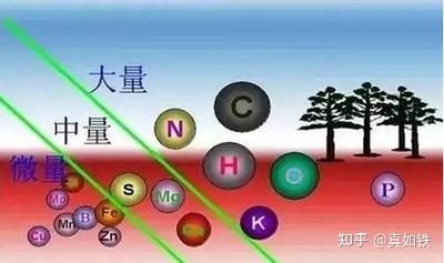 栽培西红柿种植农业技术要点_栽培西红柿种植农业技术与管理_农业种植西红柿栽培技术