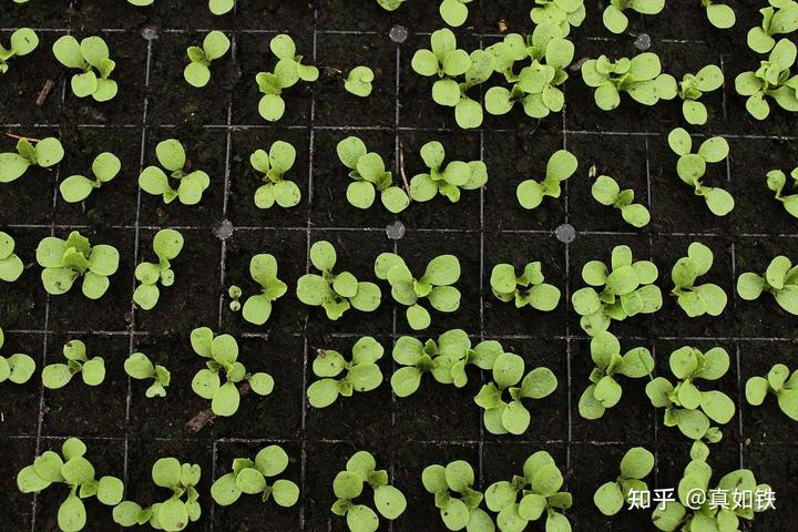 栽培西红柿种植农业技术要点_农业种植西红柿栽培技术_栽培西红柿种植农业技术与管理