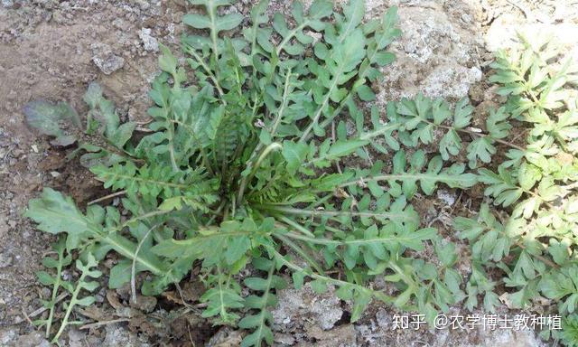 种植荠菜技术及荠菜种植_种植荠菜露地技术要点_荠菜露地种植技术