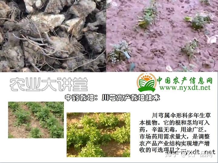 中药栽培：川芎高产栽培技术