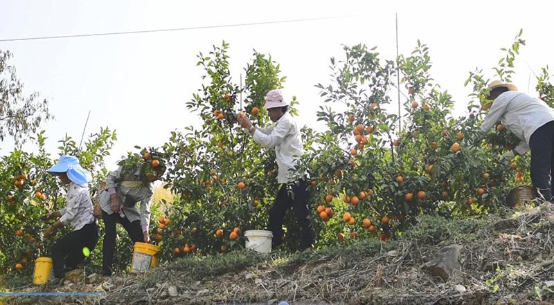 沃柑种植基地内，务工人员正在忙活。南华县融媒体中心供图