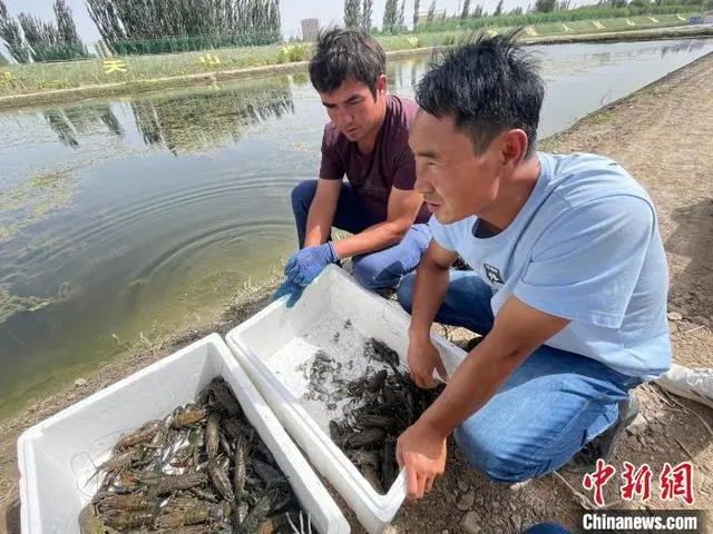 致富经澳洲龙虾养殖全部视频_澳洲淡水小龙虾致富经_致富经澳洲龙虾